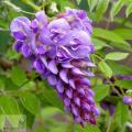 Wisteria - Гліцинія